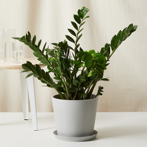 ZZ Plant XL – Happy Box