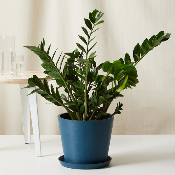 ZZ Plant XL – Happy Box