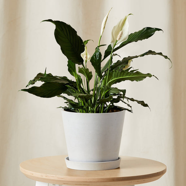 do peace lilies like coffee Peace Lily – Happy Box