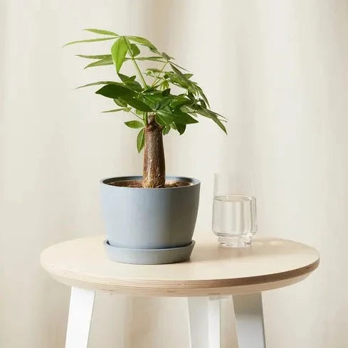 money tree money box Mini Money Tree – Happy Box