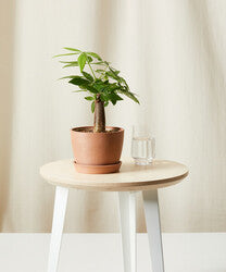 minime money trees sped up Mini Money Tree – Happy Box