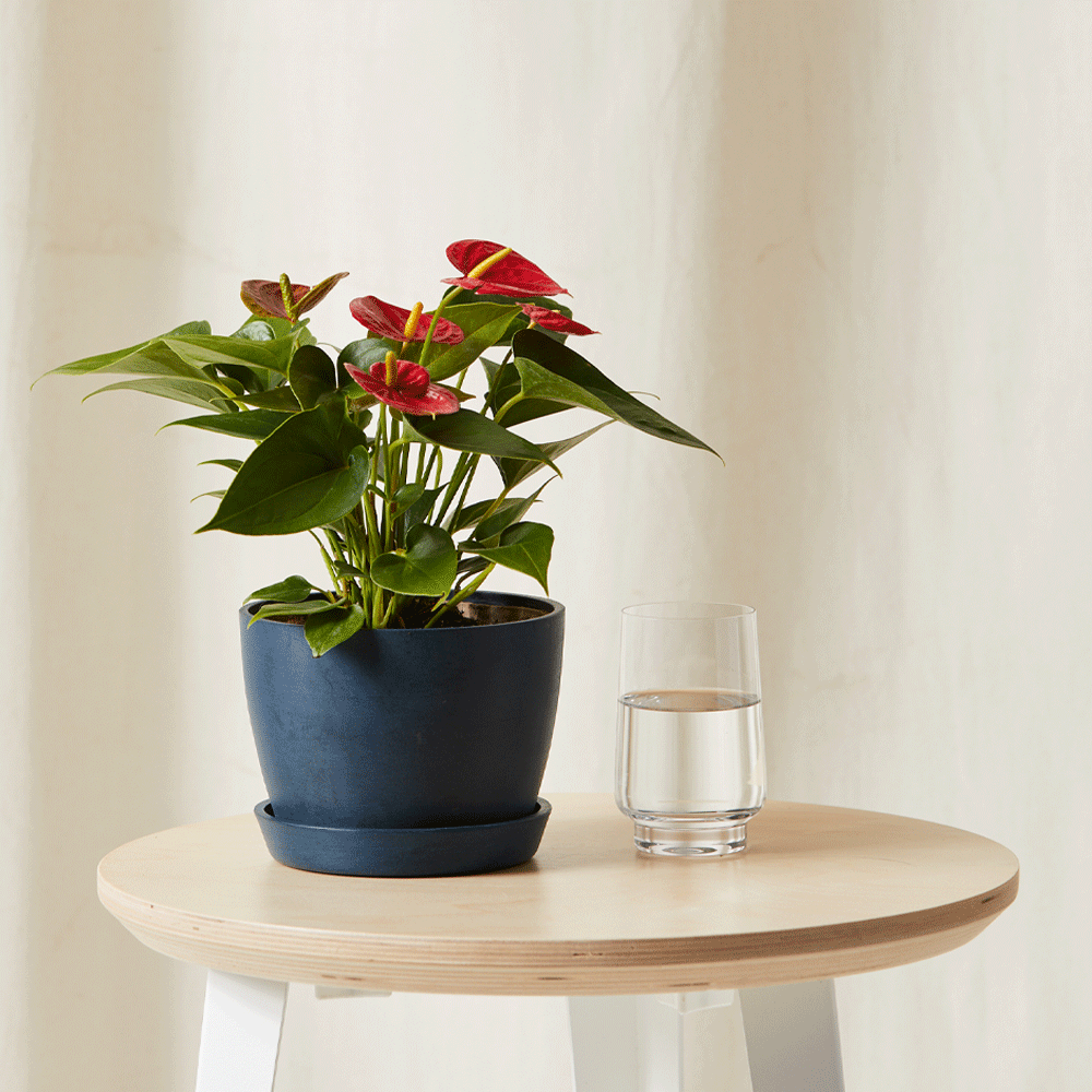 Red Anthurium