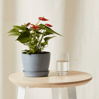Red Anthurium
