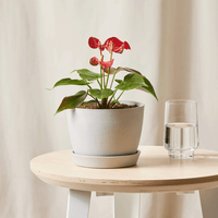 Red Anthurium