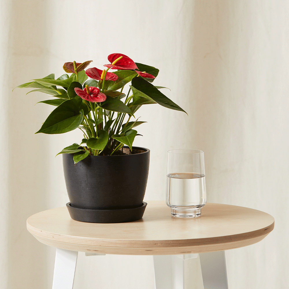 Red Anthurium