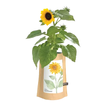 Mini Sunflower Garden in a Bag