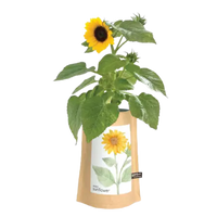 Mini Sunflower Garden in a Bag