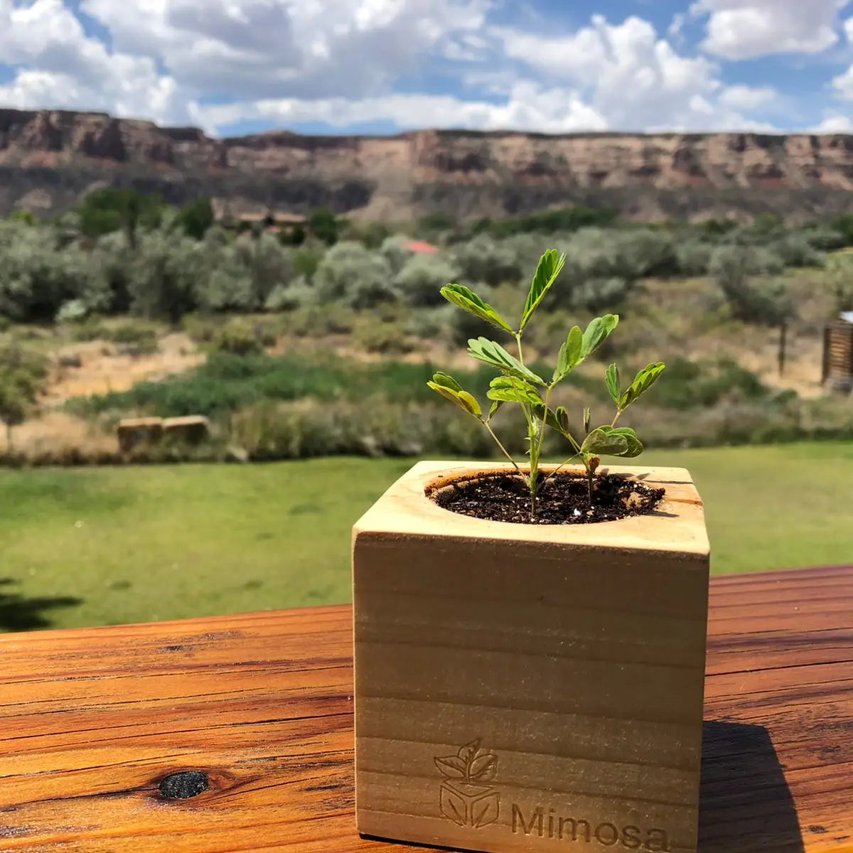 Mimosa Grow Kit