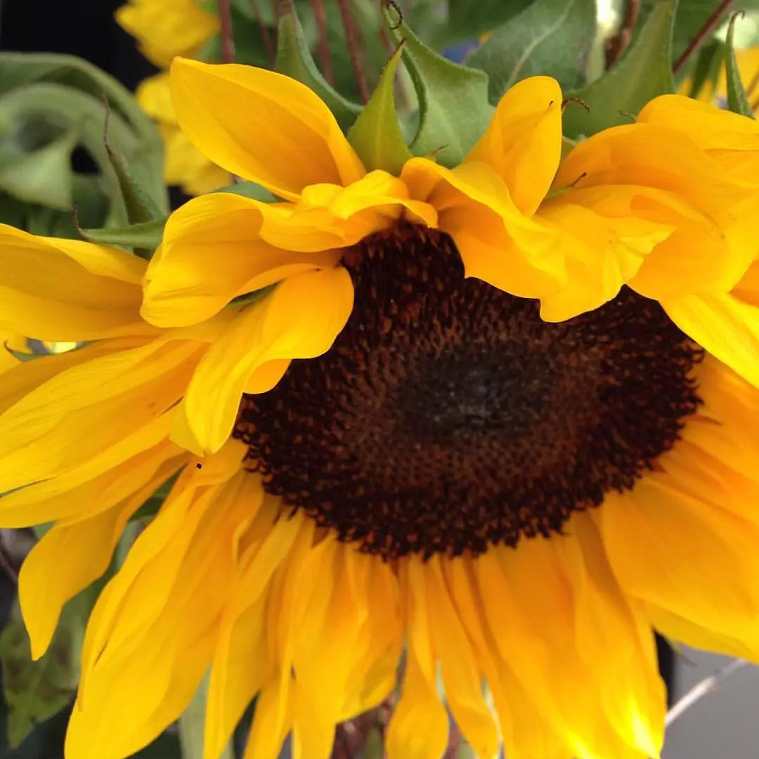 Mini Sunflower Garden in a Bag
