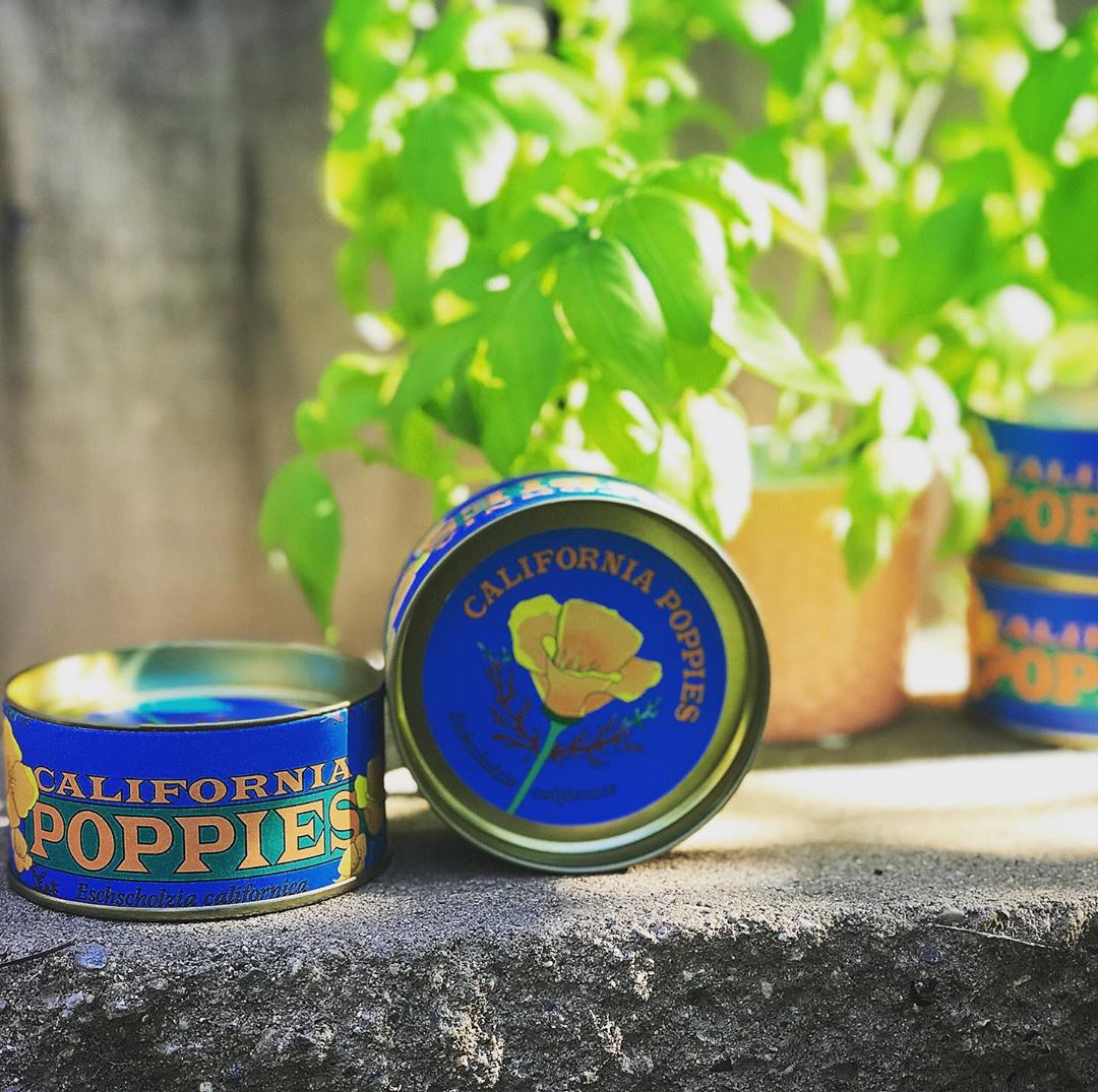 California Poppy Grow Kit