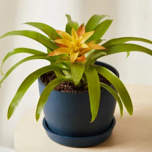 Bromeliad Guzmania Yellow Plant