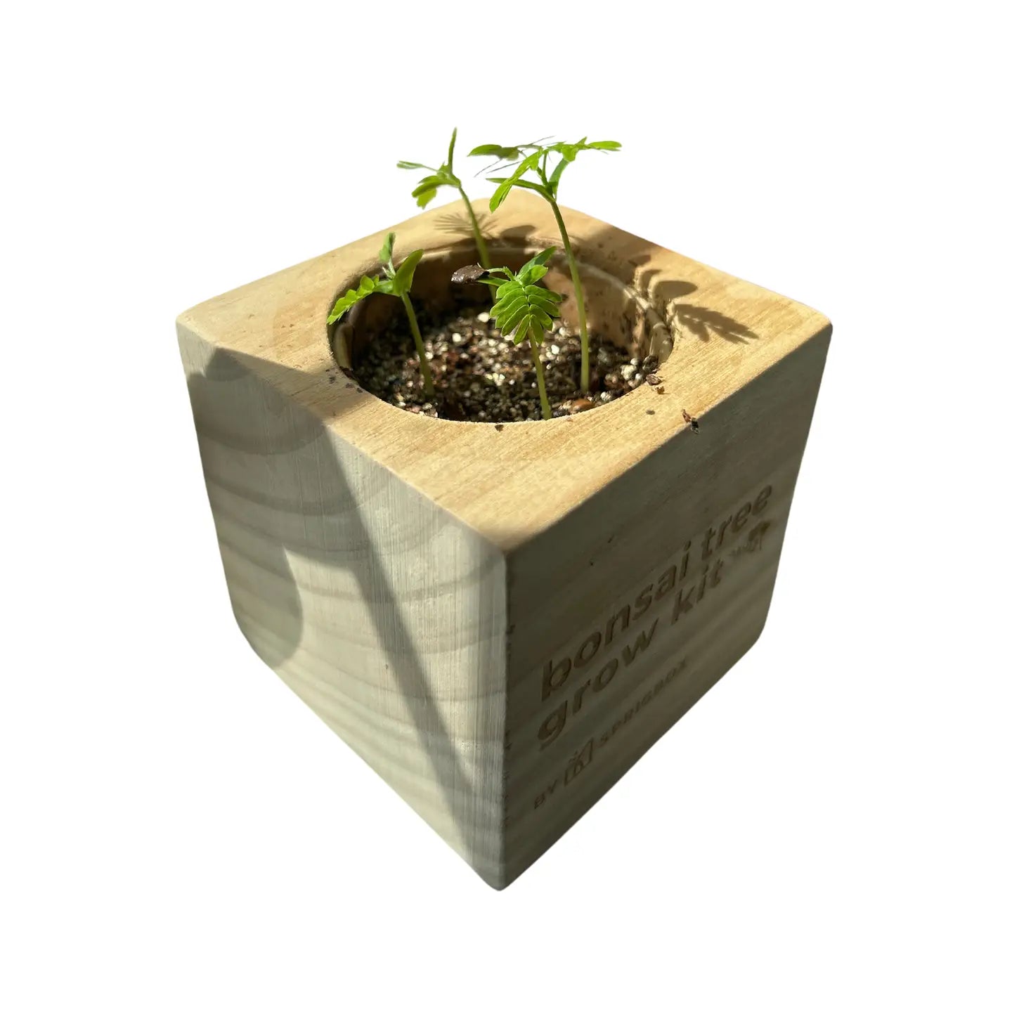 Bonsai Tree Grow Kit