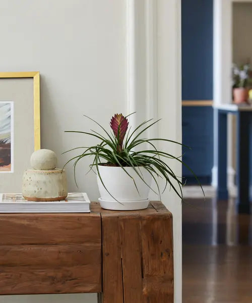 Bromeliad Summer
