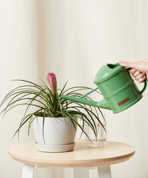 Bromeliad Summer