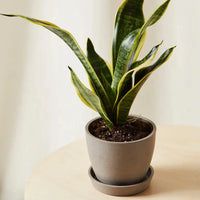 Mini Sanseveria