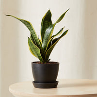 Mini Sanseveria
