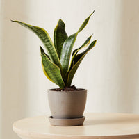 Mini Sanseveria