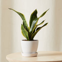 Mini Sanseveria