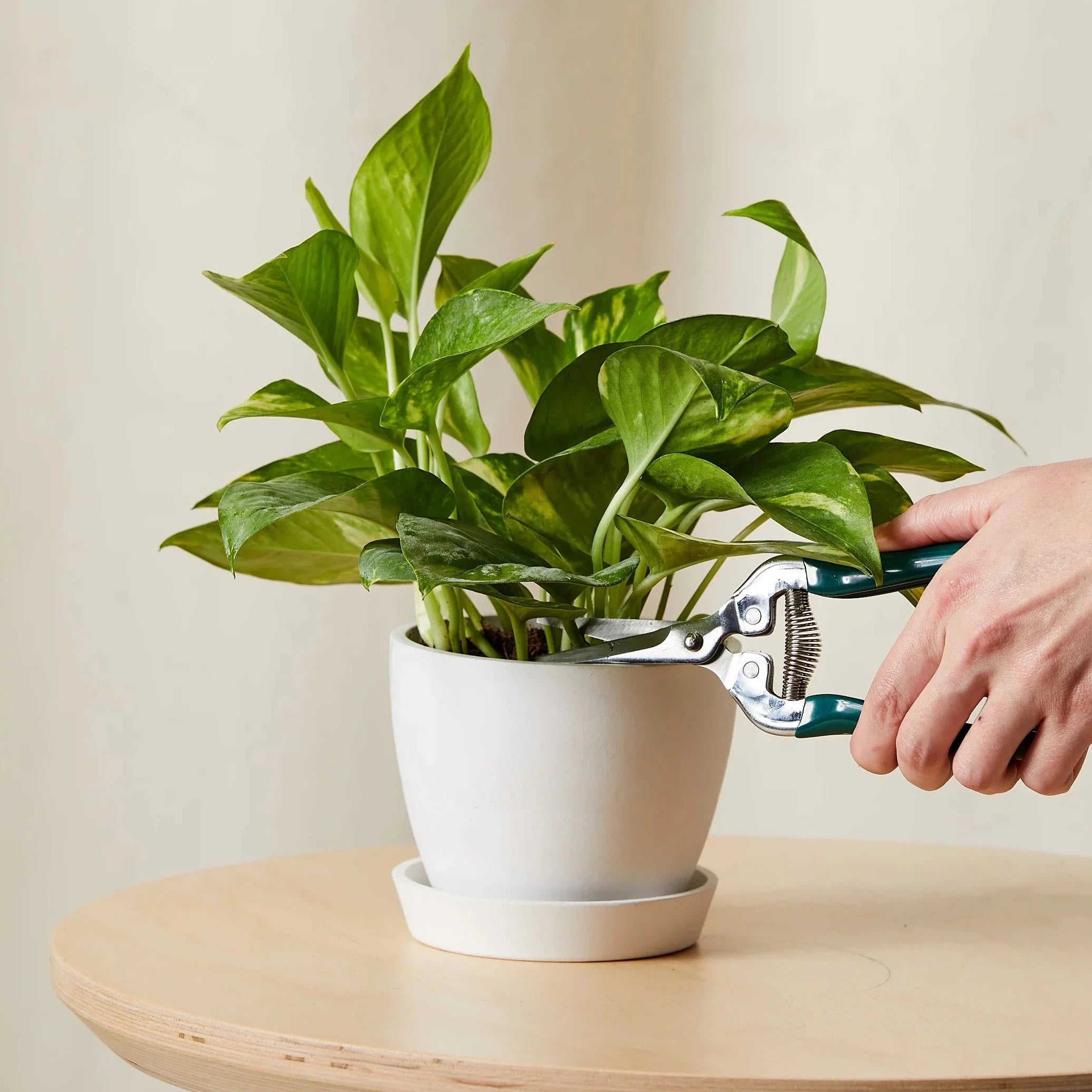 Golden Pothos