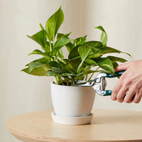 Golden Pothos