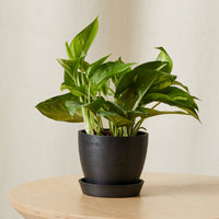 Golden Pothos
