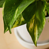 Golden Pothos