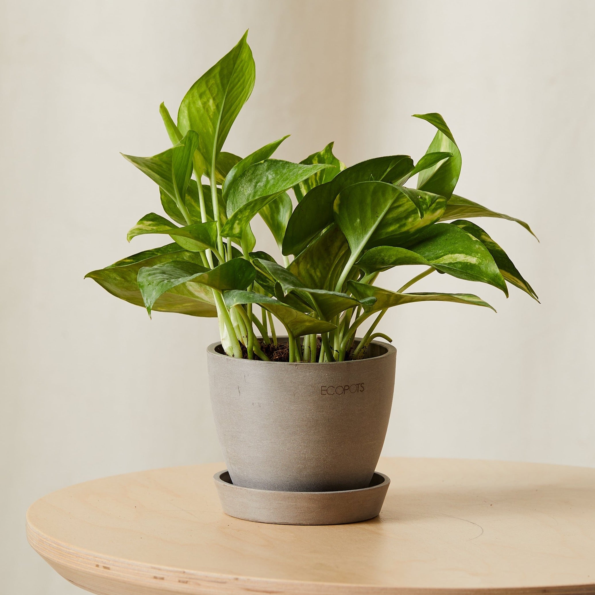 Golden Pothos