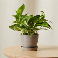 Golden Pothos