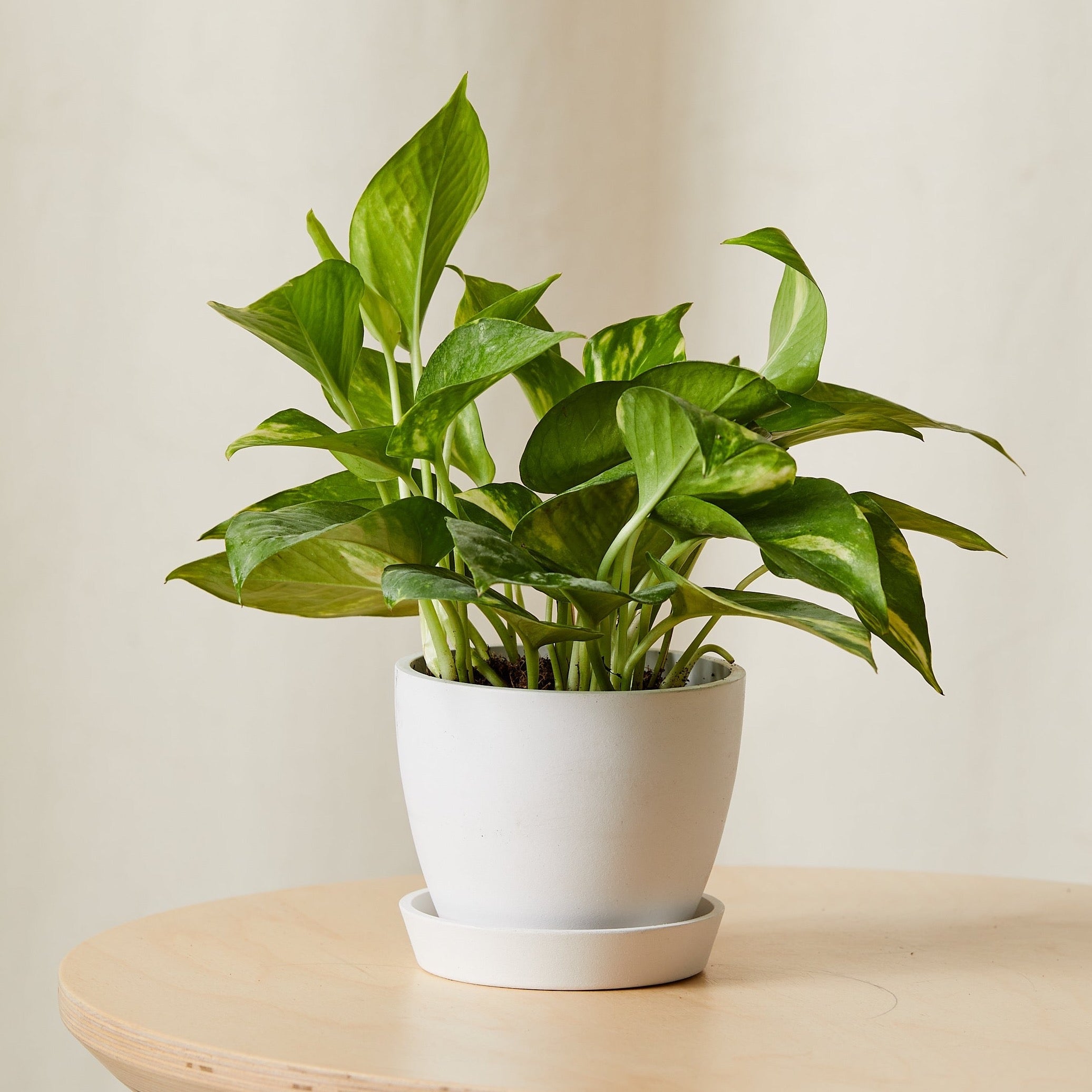 Golden Pothos