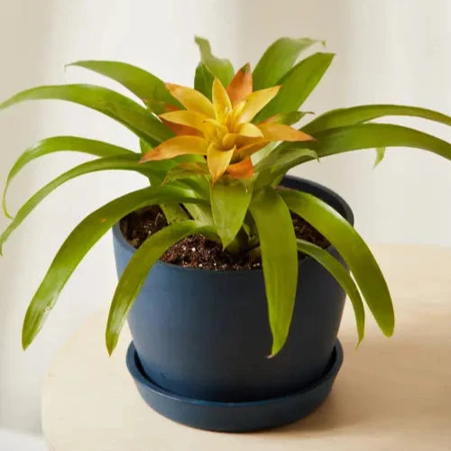 Bromeliad Guzmania Yellow