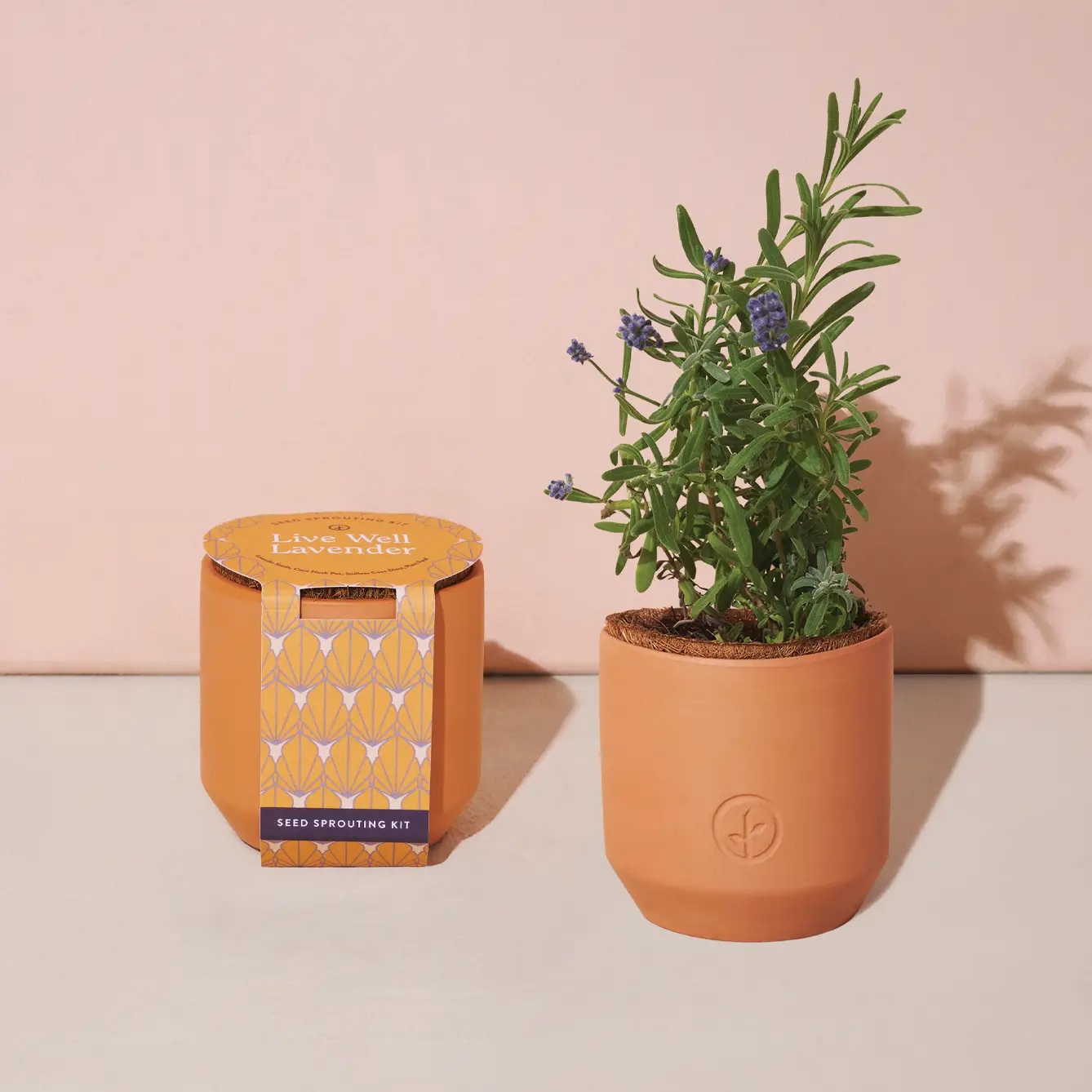 Terracotta Grow Kit Lavender Happy Box