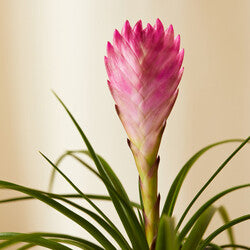Bromeliad Summer