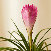 Bromeliad Summer