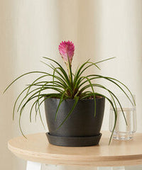 Bromeliad Summer