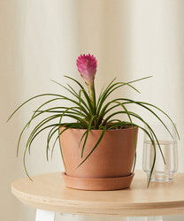 Bromeliad Summer
