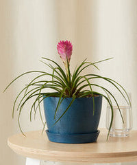 Bromeliad Summer