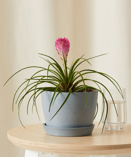 Bromeliad Summer