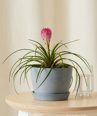 Bromeliad Summer