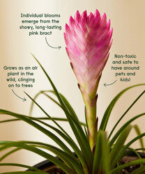 Bromeliad Summer