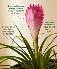 Bromeliad Summer